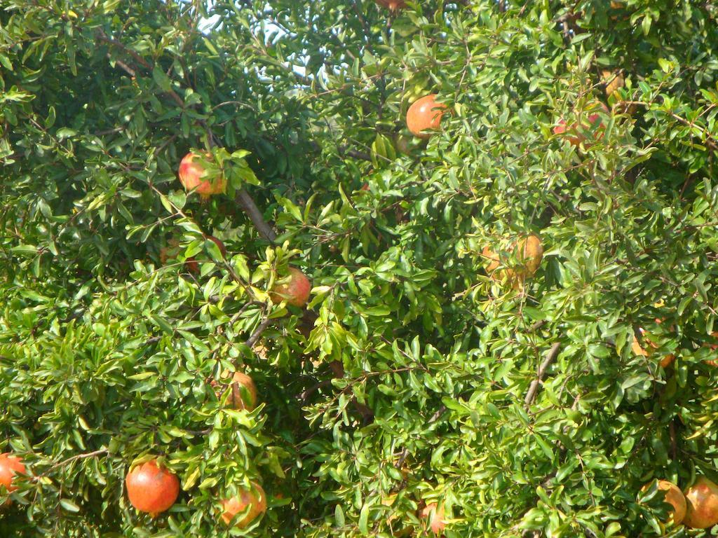 Pechão Quinta Dos Poetas Nature Hotel & Apartments מראה חיצוני תמונה